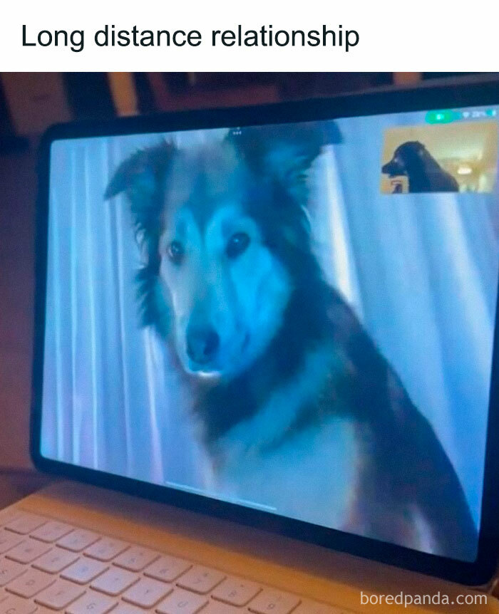 A funny meme of a dog on a video call, labeled "long distance relationship," showing another dog in a small window.