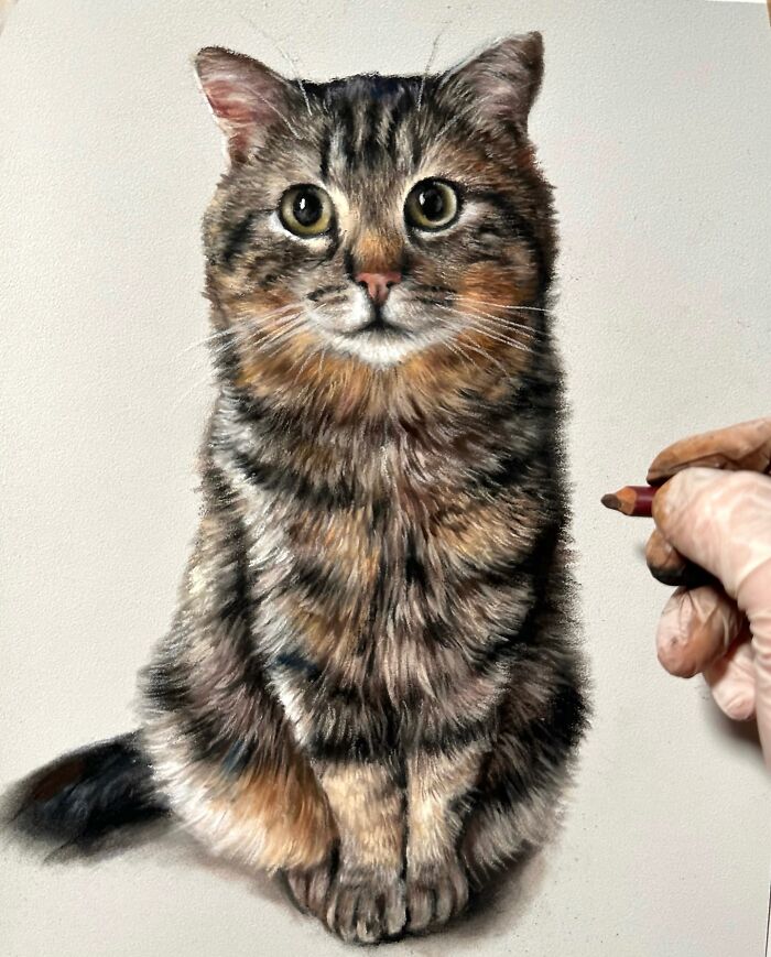 Realistic cat portrait drawn with pencils, featuring an artist's hand holding a pencil on the right side.