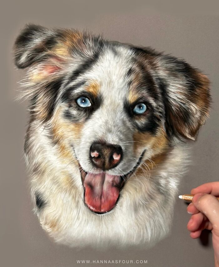 Realistic pet portrait drawn with pencils by Hanna Asfour, featuring a detailed image of a dog.
