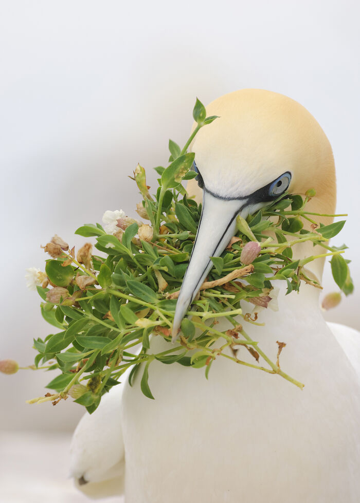 Bird with a bouquet of green leaves in its beak, showcasing the majestic world of birds.