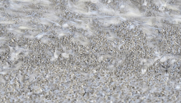 A stunning photo by Jose Manuel Grandío showing a large flock of birds creating an intricate pattern in flight.