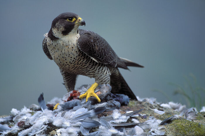 A majestic bird perched on a rock surrounded by feathers, showcasing the stunning photography of Jose Manuel Grandío.
