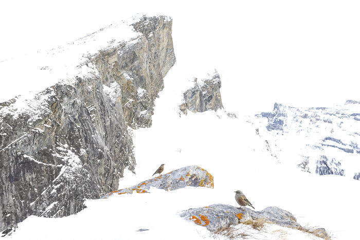 Birds perched on snow-covered mountain cliffs, capturing the majestic world of birds.