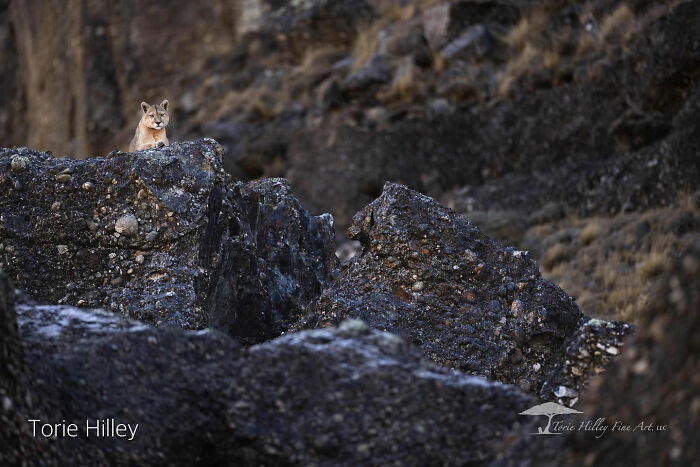 Wildlife beauty captured by Torie Hilley: A small animal perched on rugged rocks in a natural setting.
