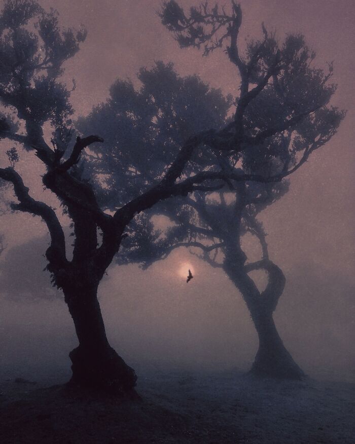 Dreamy dark escapism photography by Nona Limmen featuring a misty landscape with silhouetted trees and a flying bird.