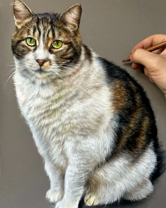 Realistic cat portrait drawn with pencils by Hanna Asfour, showing intricate details and lifelike fur texture.