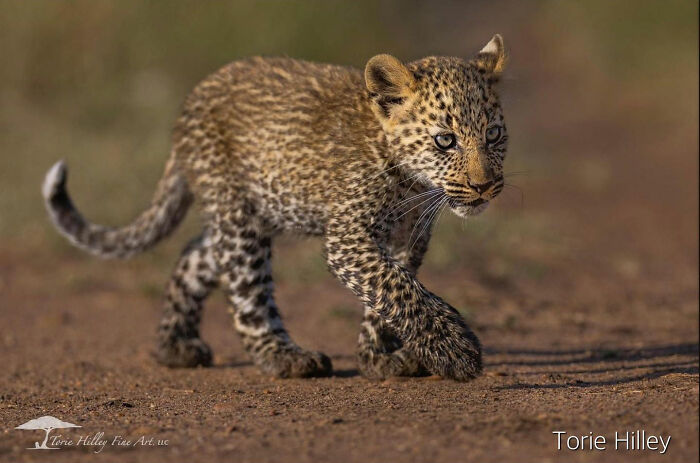 Young leopard cub walking on dirt, showcasing the raw beauty of wildlife.