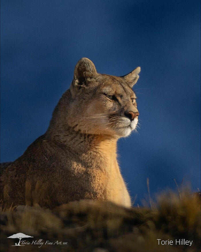 Wildlife beauty captured in a portrait of a majestic cougar against a serene blue sky.