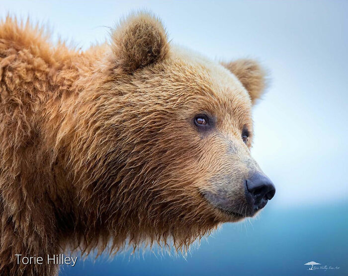 Close-up of a bear showcasing the raw beauty of wildlife in a natural setting.
