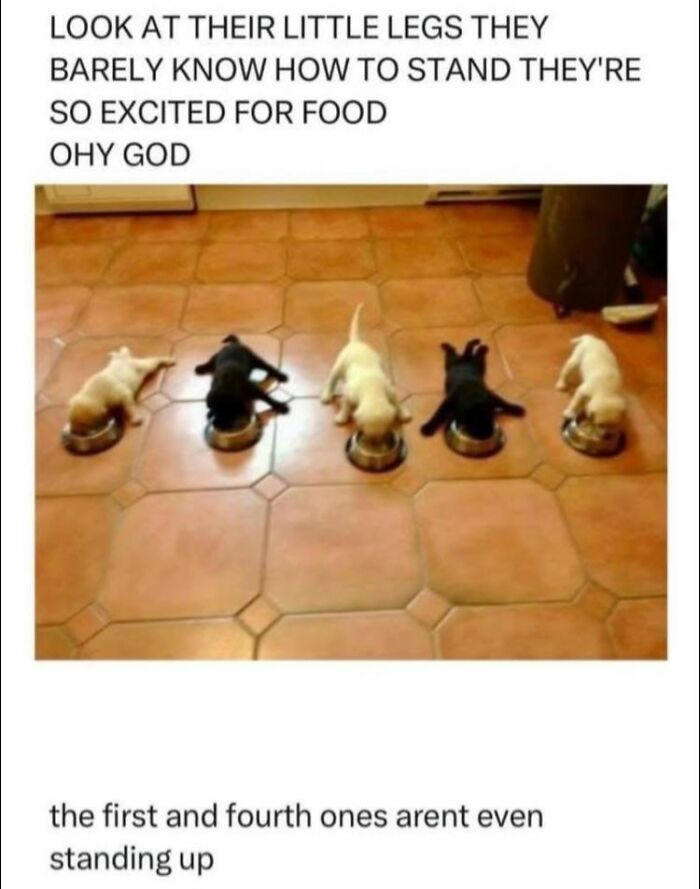 Five puppies struggling to stand while eagerly eating food, showcasing funny memes to help insulate from noise around you.