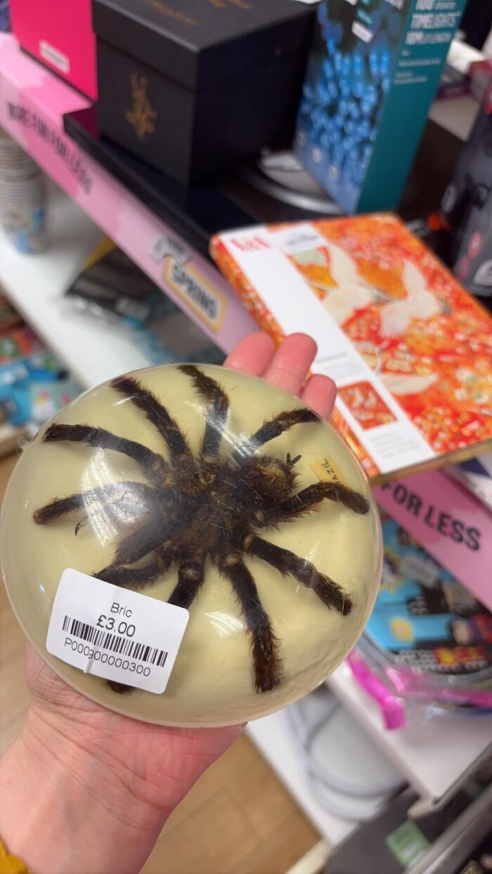 Hand holding a preserved tarantula encased in resin at a secondhand shop, priced at £3.00.