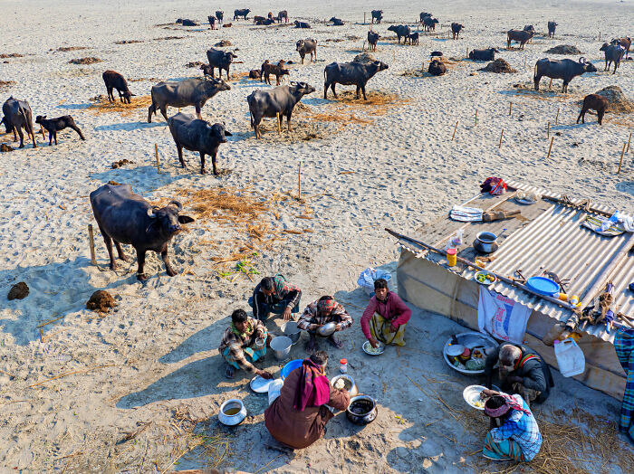 People preparing food in a sandy field with cattle, featured in the 2025 World Food Photography Awards shortlist.