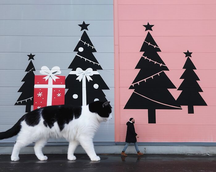 Giant cat photoshopped next to a person, with festive wall art of trees and gifts, creating a surreal scene.