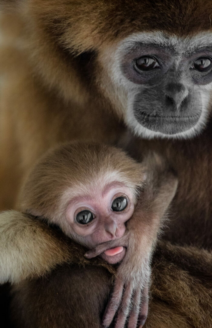Mother monkey cradling her baby, highlighting intimate nature and animal moments.
