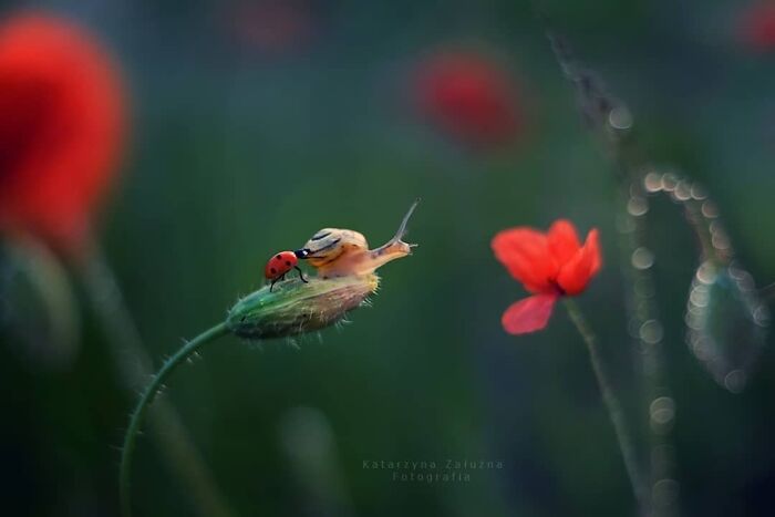 Snail and ladybug on a flower bud, surrounded by vibrant red flowers in a nature setting.