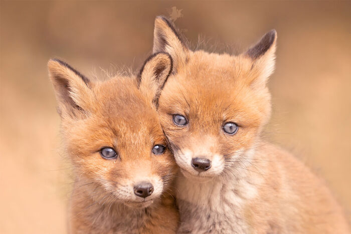 Two adorable fox cubs snuggling against a soft blurred background, exemplifying top nature and animal photography.