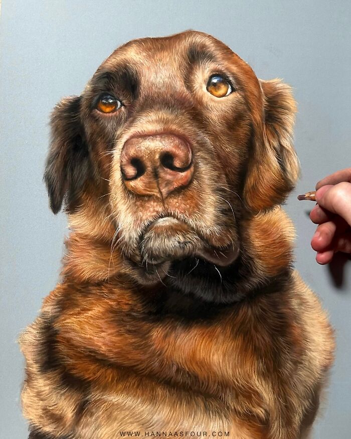 Realistic pet portrait of a brown dog, created using pencils by Hanna Asfour, with an artist’s hand adding final touches.
