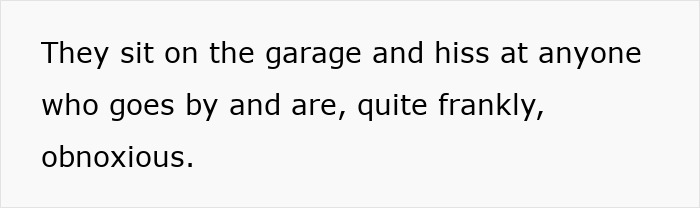 Text about neighbors' hissing cats sitting on the garage, described as obnoxious.
