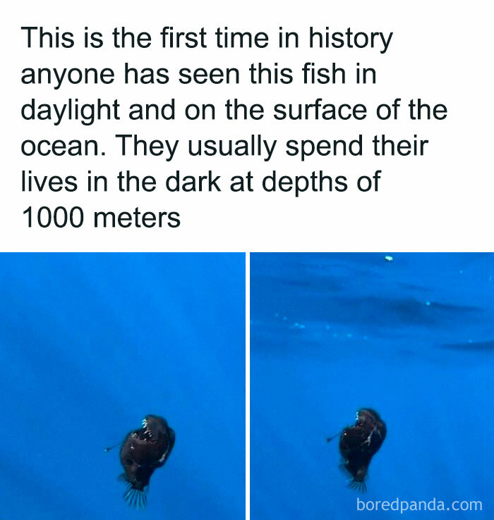 Deep-sea fish seen at ocean surface, typically dwells at 1000 meters, capturing a rare daylight appearance.