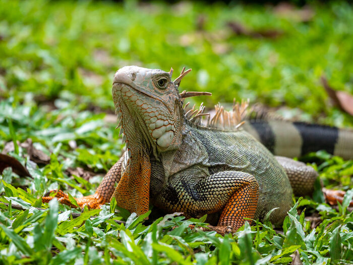 Iguana resting on green grass in a super normal thing country, showcasing reptile behavior in a natural environment.