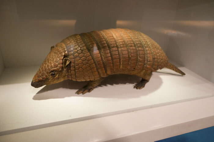 A realistic armadillo figure displayed on a shelf, spotted in someone else's house for a weird and creepy effect.