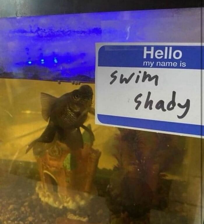 A fish tank with a humorous "Hello my name is Swim Shady" tag; part of funny random images collection.
