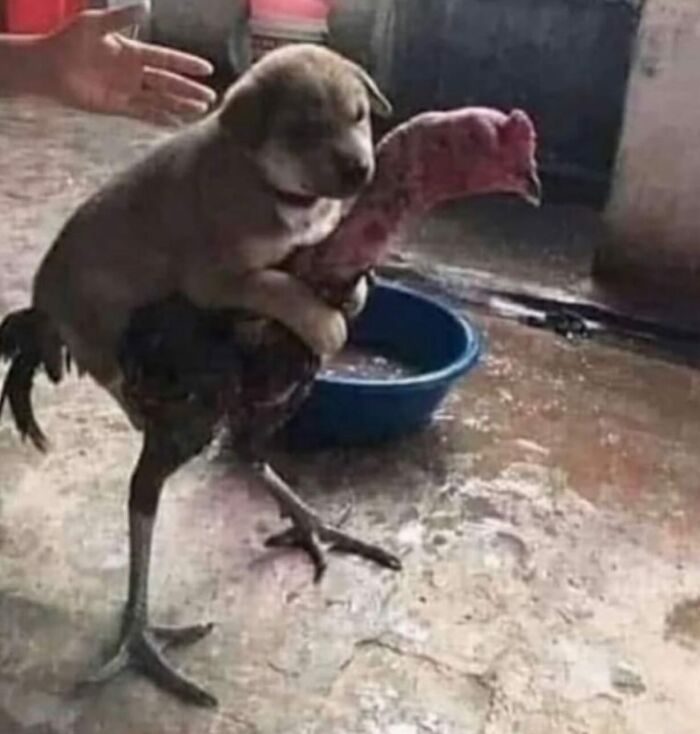Cute puppy humorously riding a chicken in a random funny image.