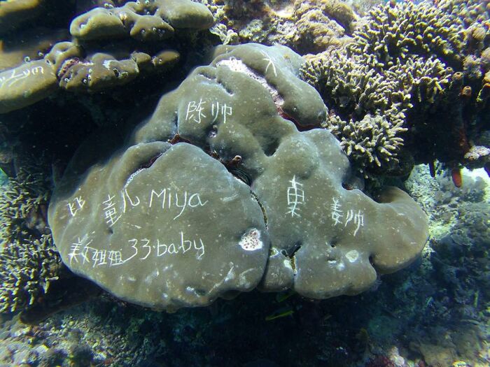 Coral reef damaged by entitled rude tourists who carved names and graffiti into the underwater marine ecosystem.