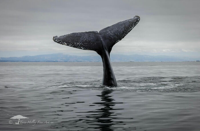 Whale tail emerges from the ocean, showcasing the raw beauty of wildlife.