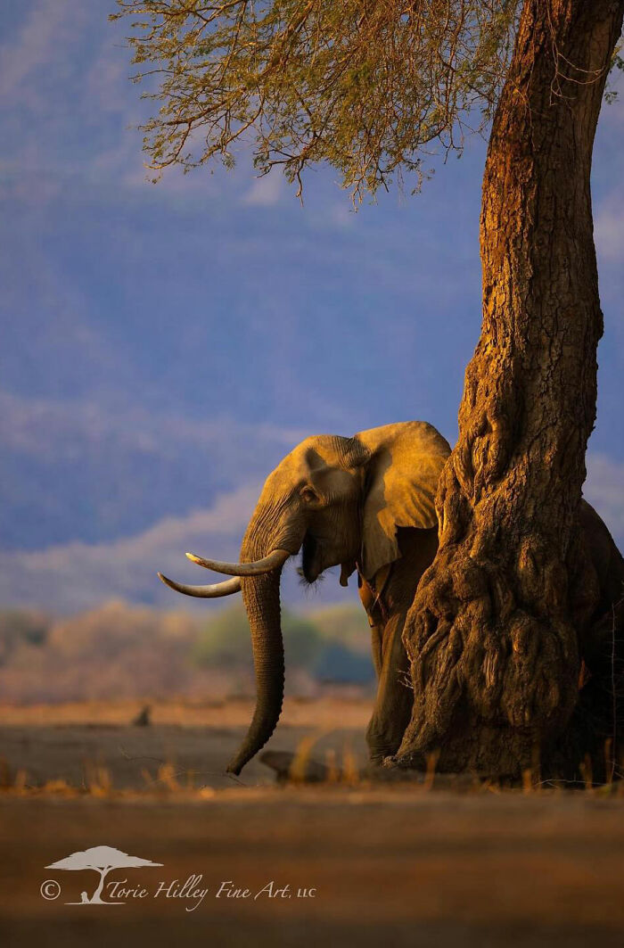 Elephant standing beside a tree at sunset, showcasing the raw beauty of wildlife captured by Torie Hilley.