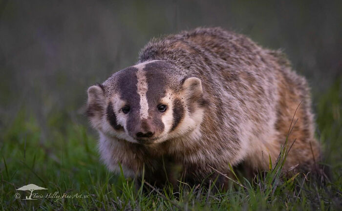 A badger in a grassy field, showcasing the raw beauty of wildlife in nature.