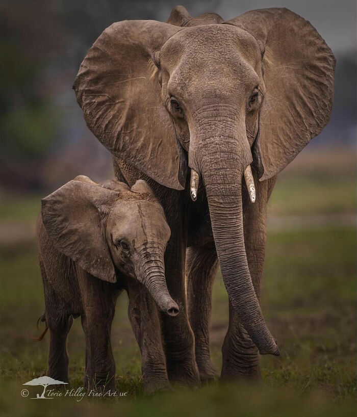 Elephant and calf displaying the raw beauty of wildlife, captured in a natural setting.