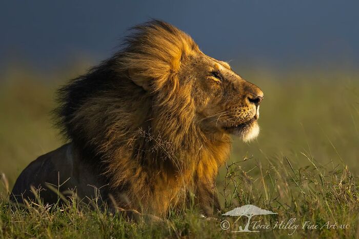 Majestic lion basking in the sunlight on a grassy plain, showcasing the raw beauty of wildlife.