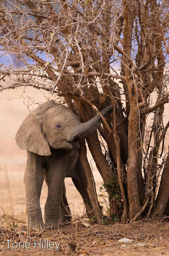Young elephant exploring a tree, showcasing the raw beauty of wildlife.