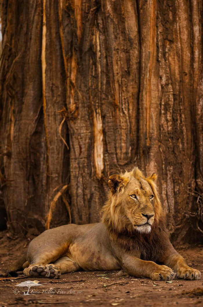 Lion resting by a large tree, showcasing the raw beauty of wildlife in stunning detail.