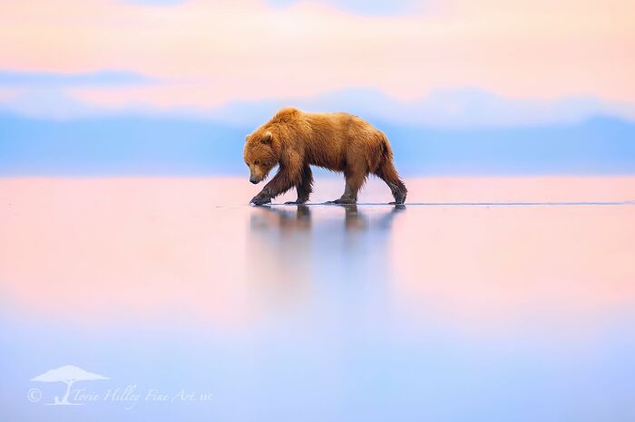A bear walking across a serene water landscape at sunset, showcasing the raw beauty of wildlife.