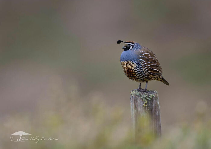 Quail perched on a wooden post, showcasing the raw beauty of wildlife in a serene natural setting.