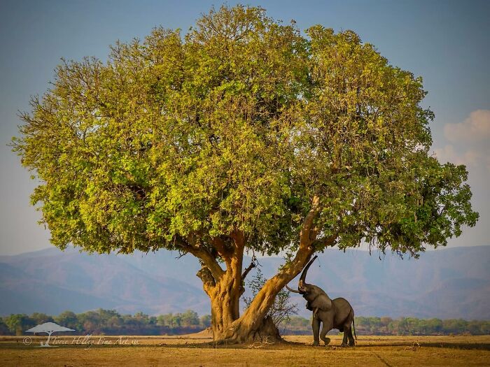 Elephant reaching for branches under a large tree, showcasing the raw beauty of wildlife.