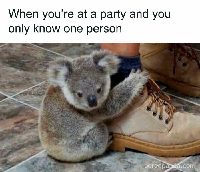 A small koala clings to a person's leg humorously, epitomizing funny, random memes.