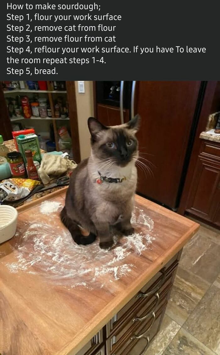 Cat sitting on floured kitchen surface, humorously disrupting baking process for potluck dish preparation.