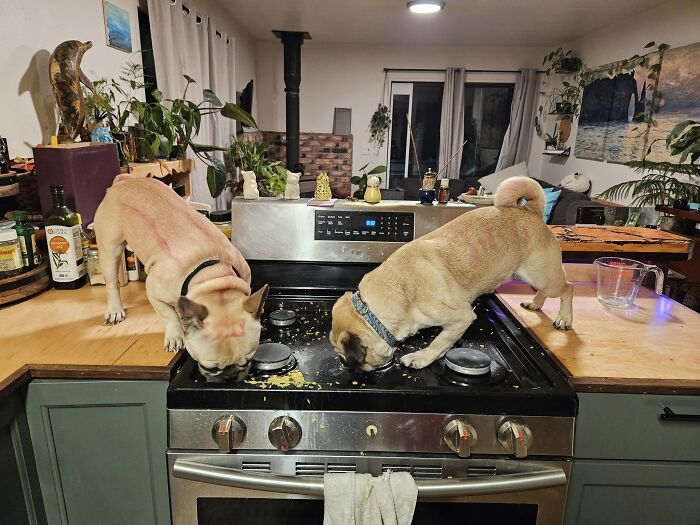 Pugs eating food off a kitchen stove, highlighting a potluck fail.