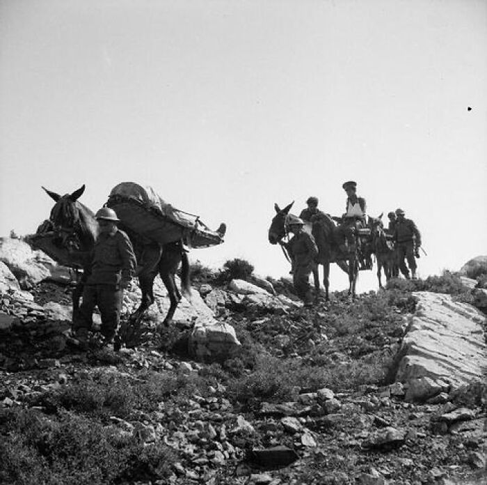 WWII photography: Soldiers with donkeys and supplies navigating rocky terrain under the sun.