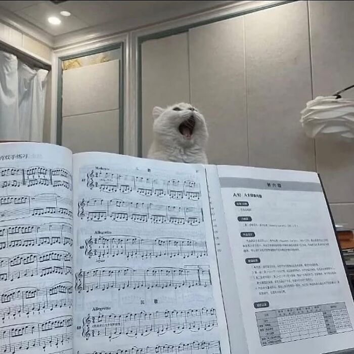 Cat behind a music book, yawning humorously, resembling singing; random funny image from Instagram accounts.
