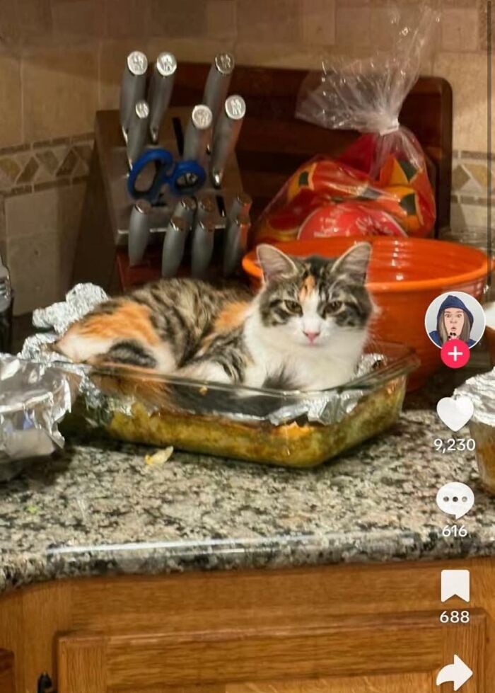 Cat sitting in a casserole dish at a kitchen counter, highlighting an unexpected potluck mishap.
