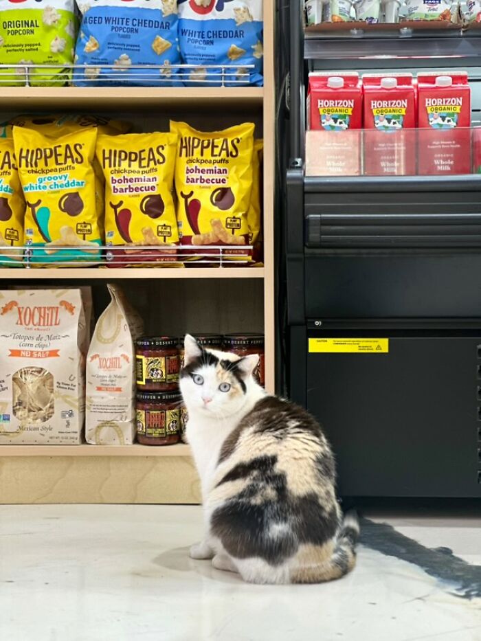 NYC’s Bodega Cats Are Getting The Care They Deserve Thanks To Our Fundraiser NYC’s Bodega Cats Are Getting The Care They Deserve Thanks To Our Fundraiser