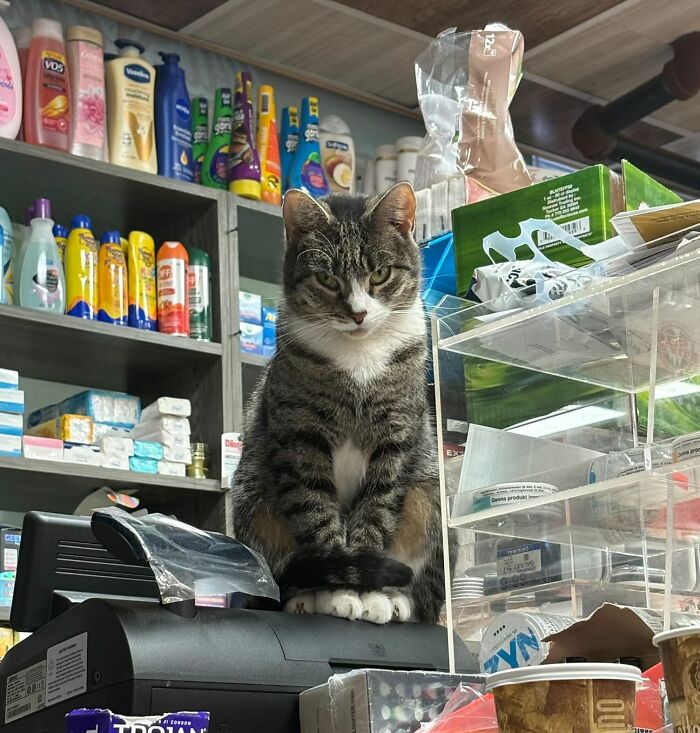 NYC’s Bodega Cats Are Getting The Care They Deserve Thanks To Our Fundraiser NYC’s Bodega Cats Are Getting The Care They Deserve Thanks To Our Fundraiser