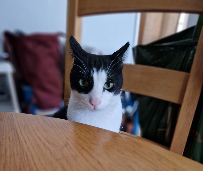 Black and white cat with aeroplane ears sitting attentively by a wooden table.