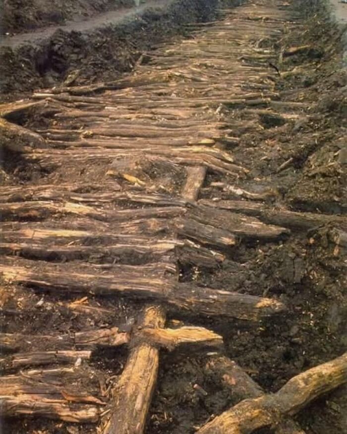 Ancient wooden pathway unearthed during an archaeology excavation, showcasing early construction techniques in soil.