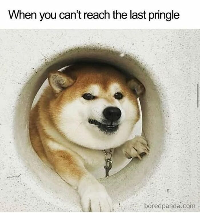 Shiba Inu dog reaching through a circular hole with a funny expression, a meme for daily laughs and improving your day.