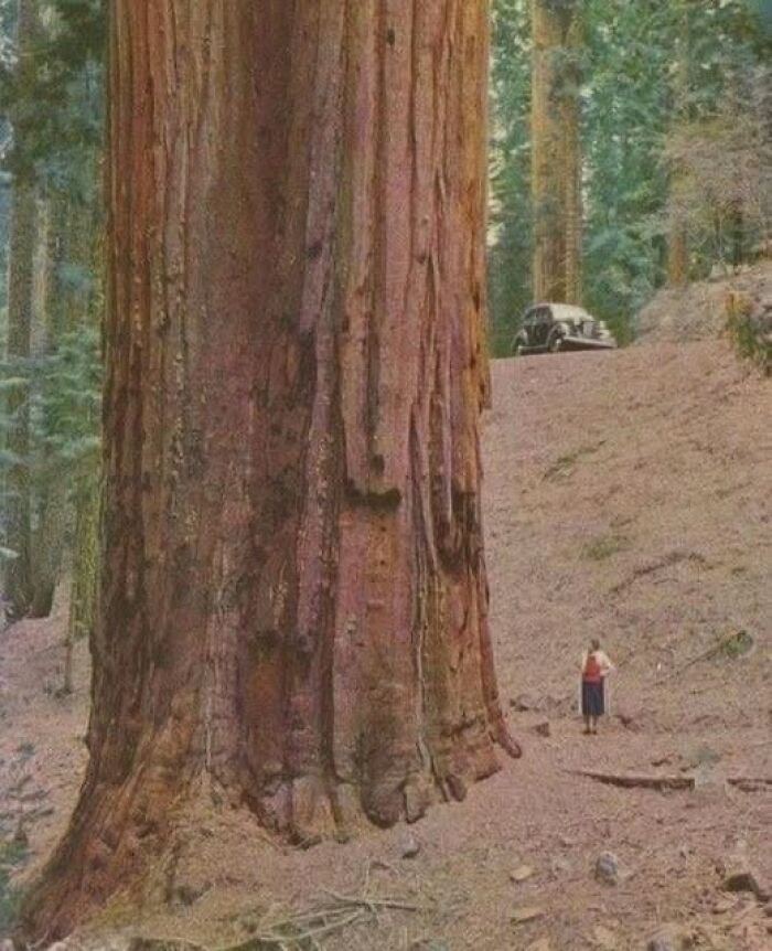 Massive ancient tree in a forest with a person and vintage car, showcasing scale in archaeology news and architecture.